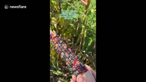 Wow! Woman grows BEAUTIFUL glass gem corn with colorful kernels in her Vancouver Island garden