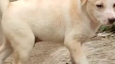 Street dog puppies playing.