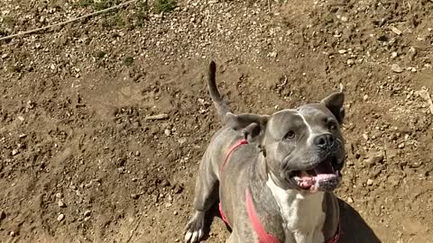 Blue the pit bull loves to fetch