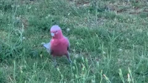 Parrot Birds at the Park