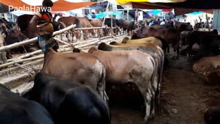 Cattle market ...COW