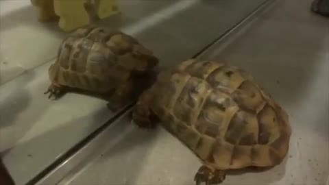 Funny Animals: Bad Tempered Tortoise Ramming His Way Thru