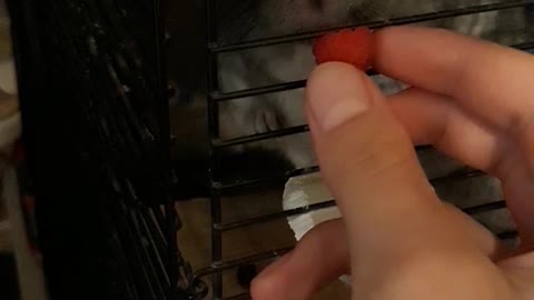 chinchilla and raspberry