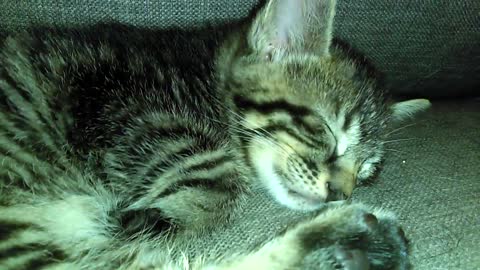 Precious Kitten Sleeps So Peacefully.