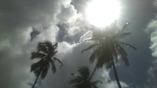 A big summer sun shines brightly on 3 tall coconut trees [Nature & Animals]