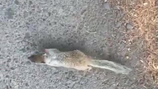 Squirrel walks up to girls toe and bites it