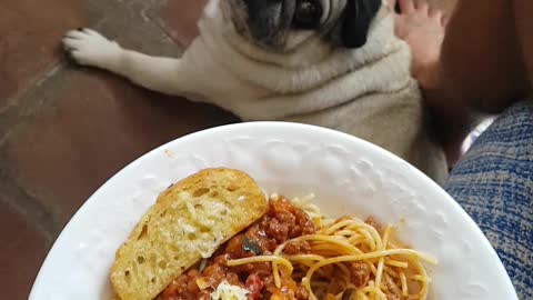 Pug and Pasta