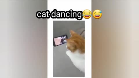 Cat dance 😍😍