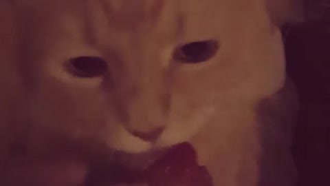 Silly Cat Really Likes To Munch On Some Juicy Strawberries