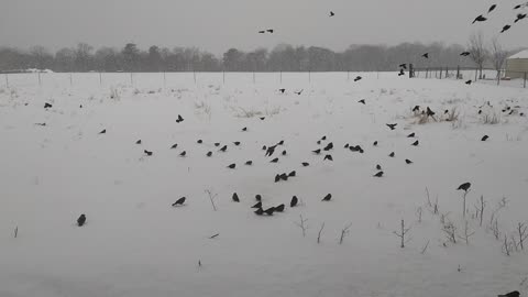 Hard Snowfall in South Arkansas