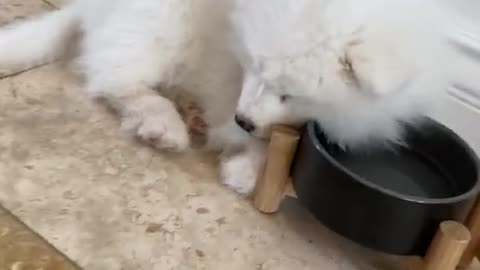 Adorable puppy literally falls asleep in water bowl