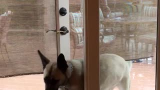 Dog opening the door and walking inside