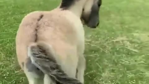 Funny Animal Antics🤣👍