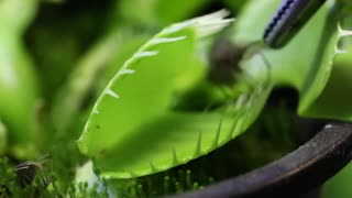 Venus flytrap eating a live fly