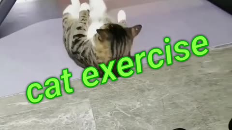 CAT exercise in Jim,#catexercise,#funny CAT,