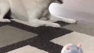 A dog frightened by a toy