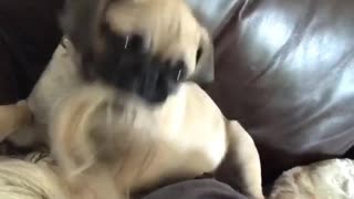 Pug eating blonde hair