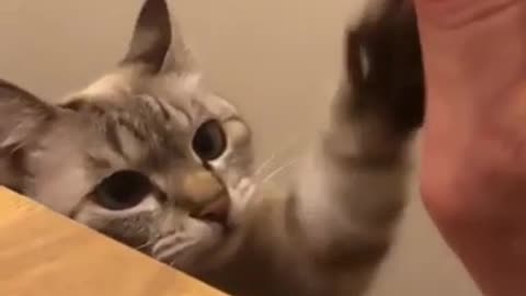 The cat seems to understand the owner's point, so he high-fives the idea