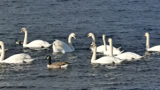 bewitching geese