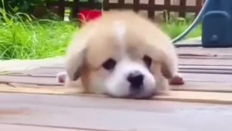 Funniest Animal _ Best Cute Dog Puppy 😂 #shorts