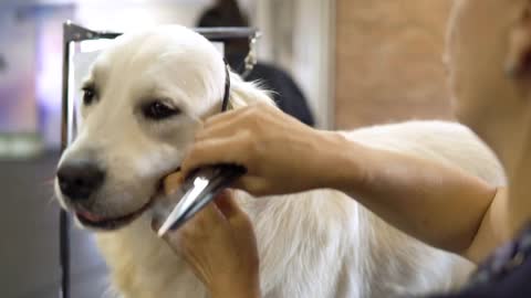 Hands of woman Grooming a Labrador Golden Retriever on the Grooming competition