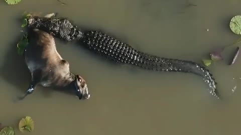 Saltwater crocodile with a carcass majestically swimming