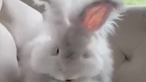 Very, very Fluffy Rabbit)))