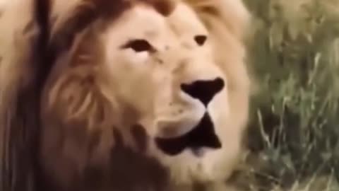 What song this is😱😱the lion king👑👑