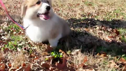 Corgi puppy running