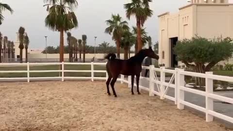 The beautiful arabic horse in morocco