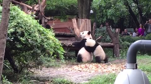 TRY NOT TO LAUGH FUNNIEST PANDA VIDEO #1