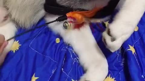 Husky molested by the owner