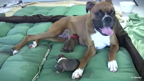 cute dogs mom has her first puppys and loves her - musst see!!!!