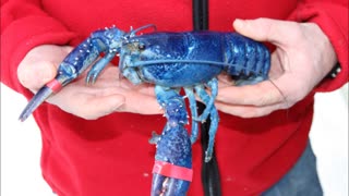 See the blue lobster