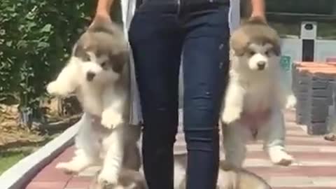 Alaskan malamutes running and playing