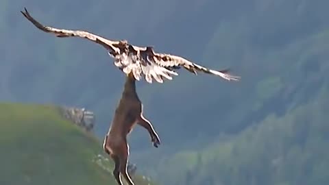 EAGAL CAUTH THE DEER AND FLY,MUST WATCH,VIRAL,TRENDIND ,MILLION VIEWS,