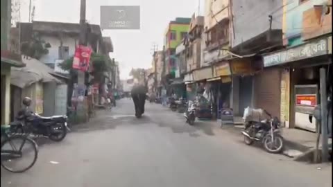 Wild Elephant attack video /Elephant attack/Elephant Video/Wild Animal