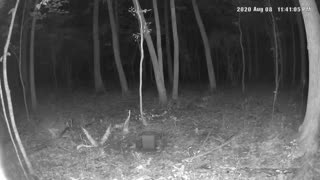 Big momma black bear with 3 cubs