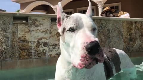 Deaf Great Dane trained to speak with sign language