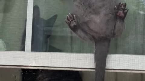 Acrobatic Kitty Climbs up Window Screen