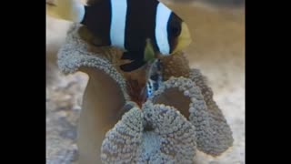 Clownfish is feeding his anemone 😱