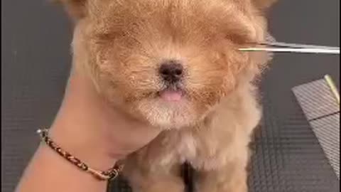 Cute funny dog #short #cutedog