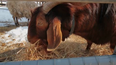 Horned goat enjoys being fed hay on a New England farm during winter