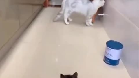Kitten scared a bigger cat || funny cat