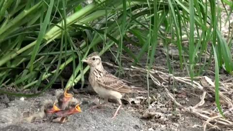 A beautiful shot of a Skylark bird feeding its chicks in a nest on the ground