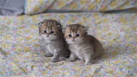 Two sisters British longhair