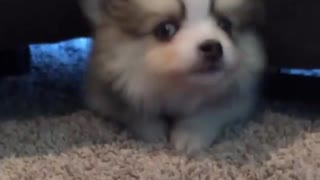 Mini Pomeranian - Funny and Cute Pomeranian