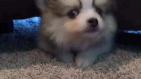 Mini Pomeranian - Funny and Cute Pomeranian