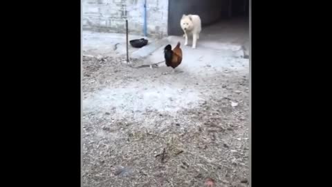 Funny animals-dogs & hens | funny video