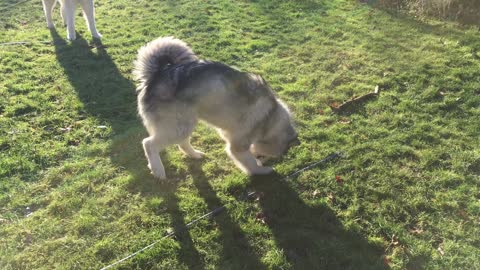 Malamute plays with huge block of ice